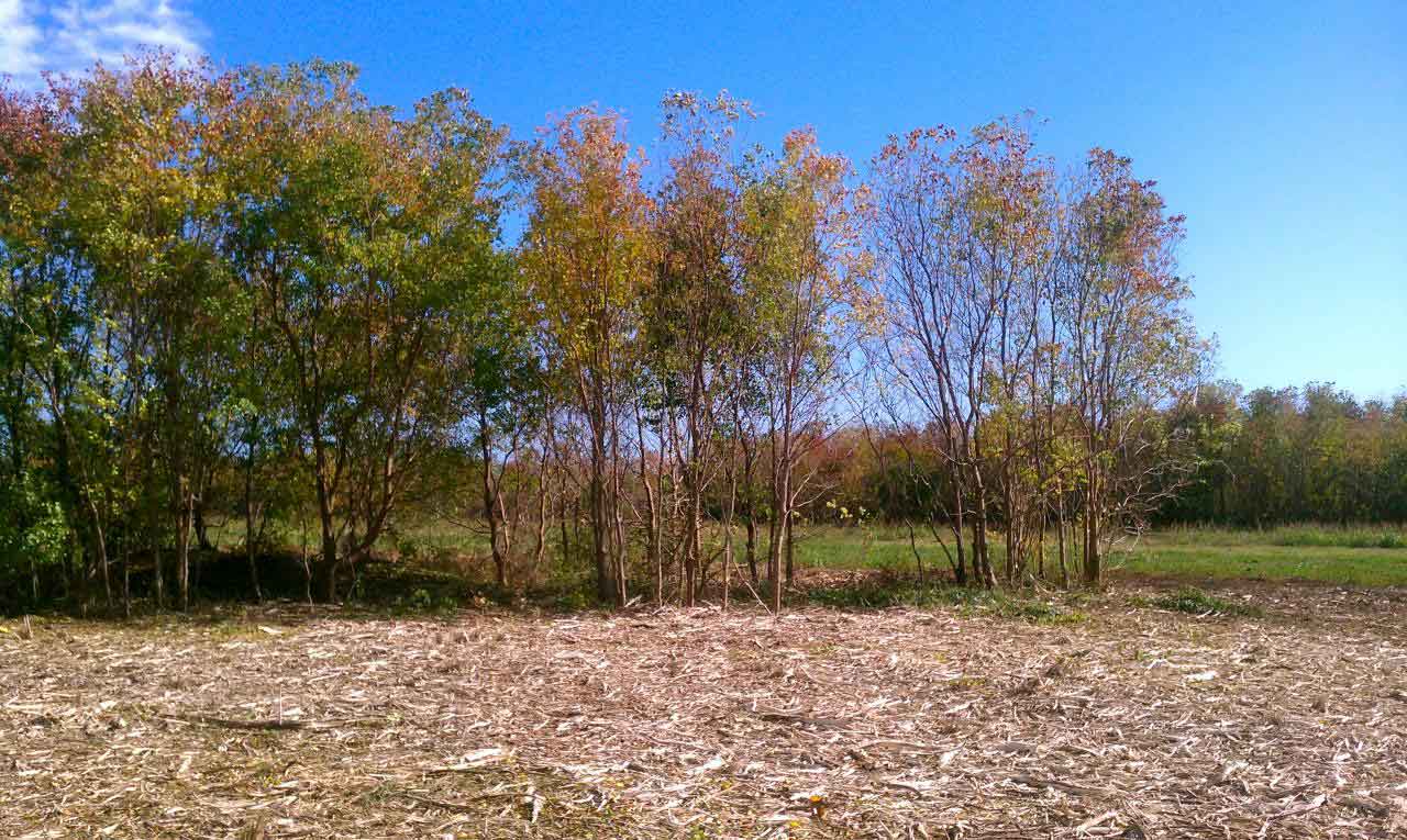 Gulf Coast Land Management