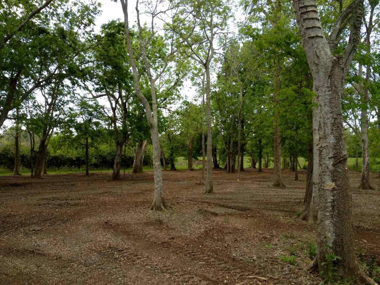 Gulf Coast Land Management